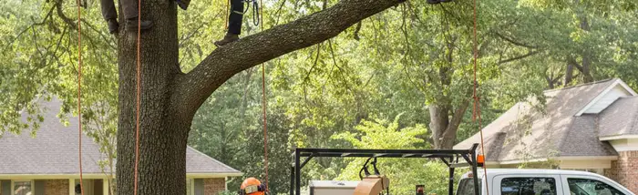Boca Raton, FL tree trimming experts providing professional tree service for homes and businesses